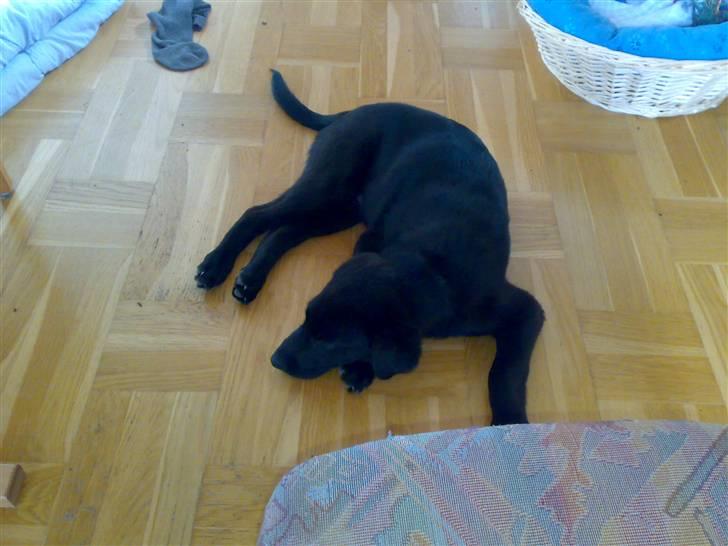 Blanding af racer Viktor - Nyt hjem nyt sted - så bliver en lille hund træt billede 10