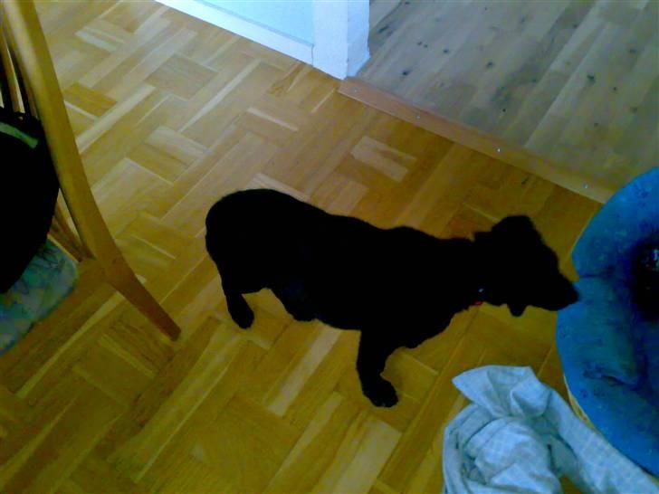 Blanding af racer Viktor - Hvem mon der er i den kurv? billede 11