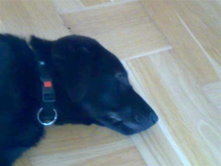 Blanding af racer Viktor - Min første dag i mit nye hjem billede 12