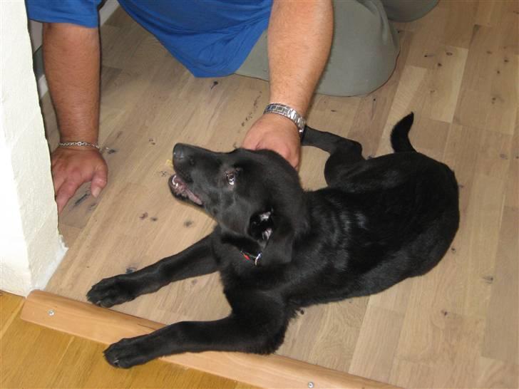 Blanding af racer Viktor - Min far er vist også ok  billede 14