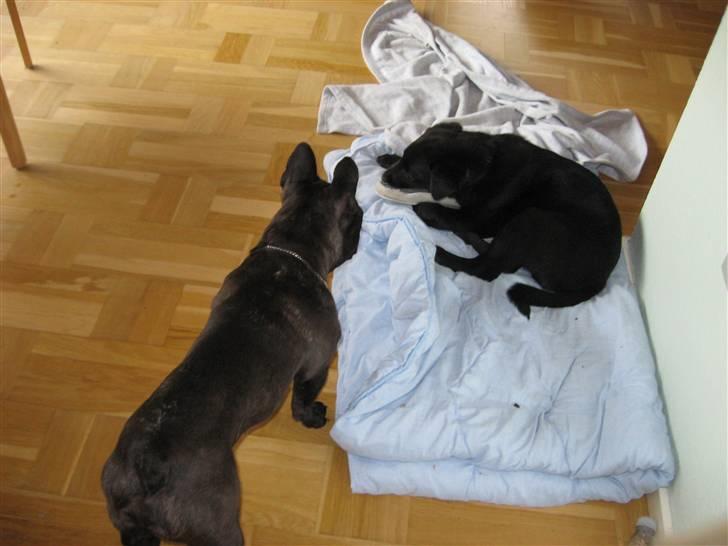 Blanding af racer Viktor - Så er Yasper kommet for at hilse på billede 15