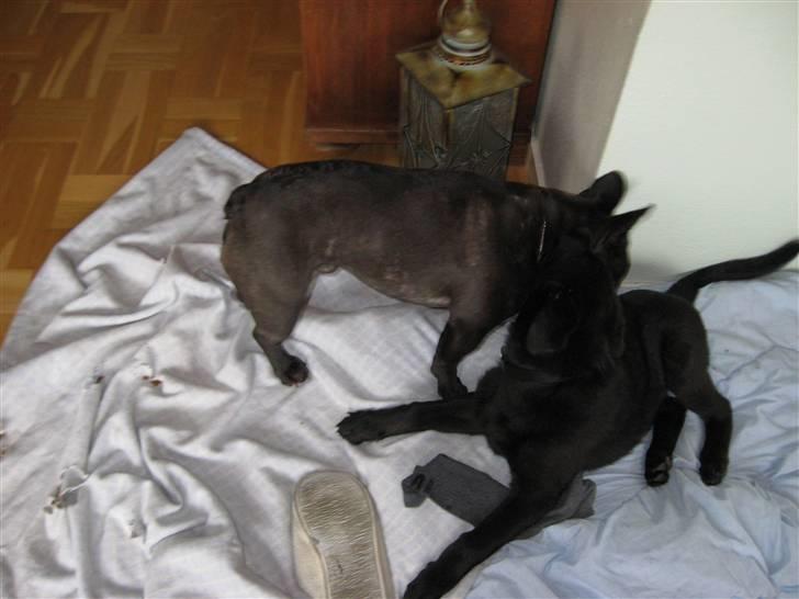 Blanding af racer Viktor - Ham Yasper er nu noget nærgående billede 16