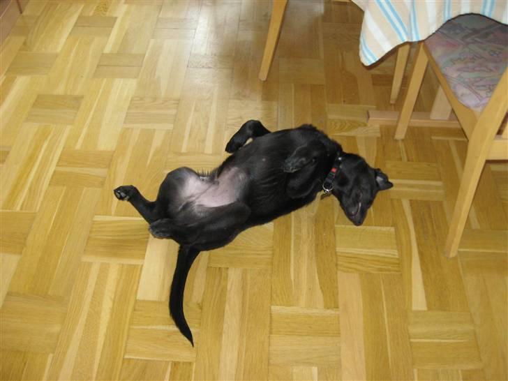 Blanding af racer Viktor - Min favorit hvilestilling - som pigerne i Maj :-) billede 17