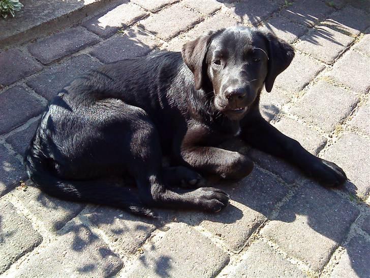 Labrador retriever zaza - kom bare an , jeg er klar . billede 1