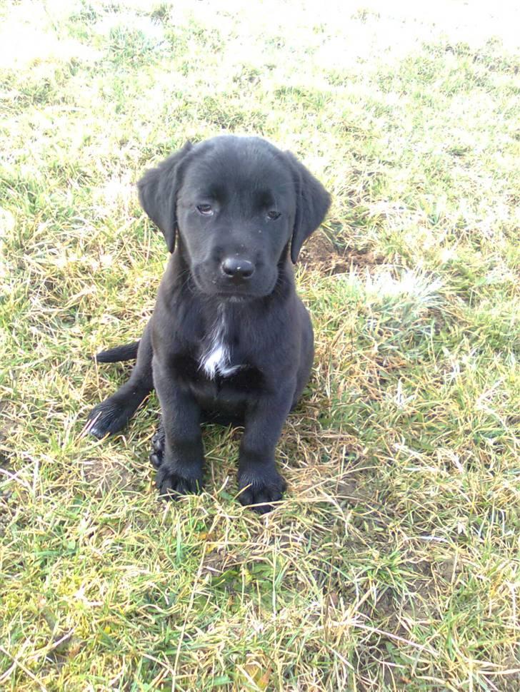 Labrador retriever zaza billede 2