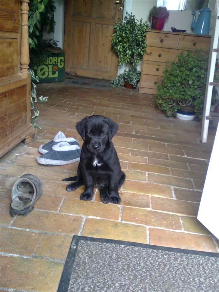 Labrador retriever zaza - så er det altså her jeg skal bo ! billede 3