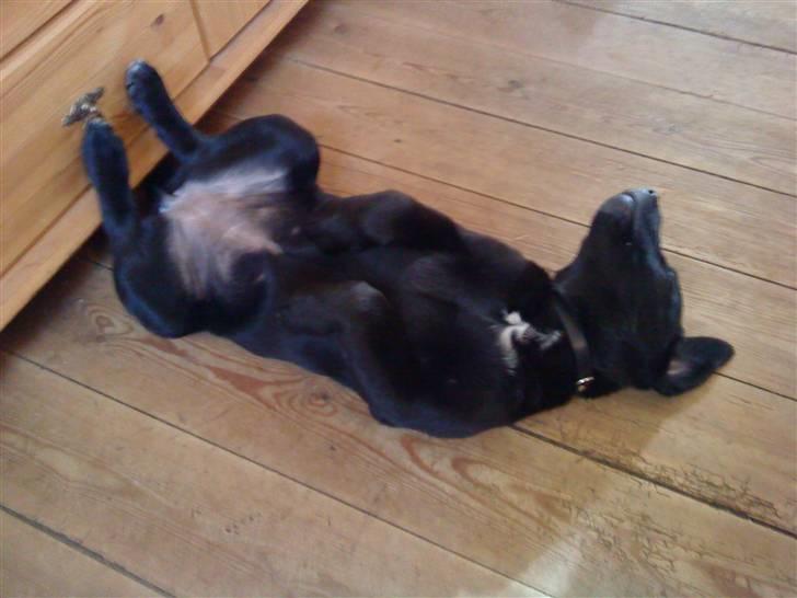 Labrador retriever zaza - tar lige en slapper billede 4