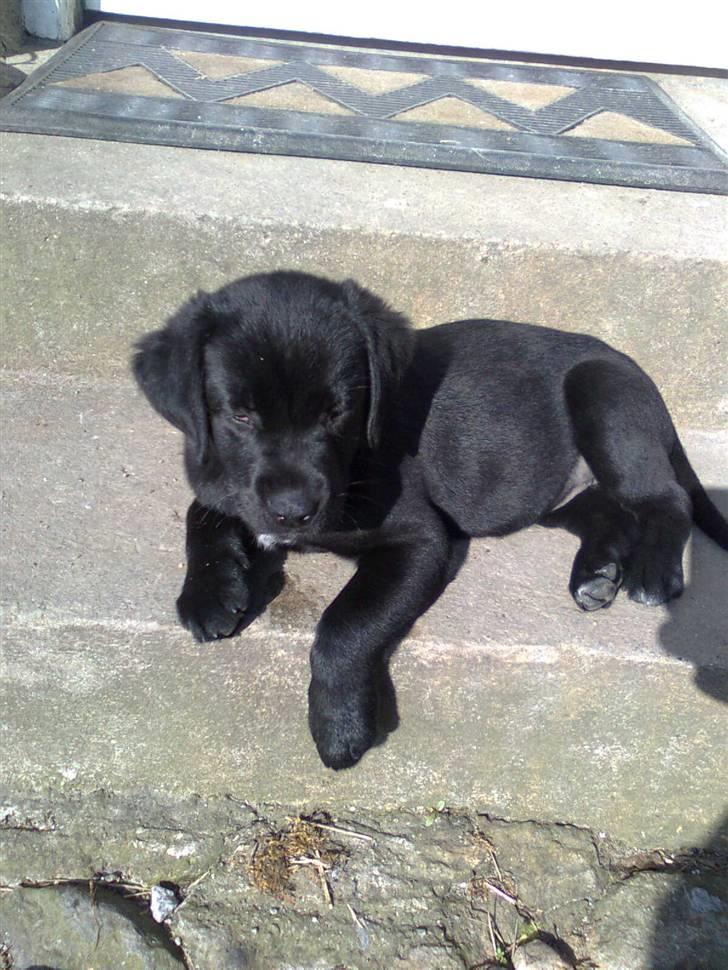 Labrador retriever zaza - hvad mon hun tænker på ? savner sin mor og søskende , at lege med ? billede 5
