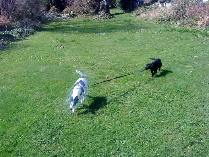 Labrador retriever zaza - selvom man er den lille , kan man jo godt rykke i snoren . billede 6