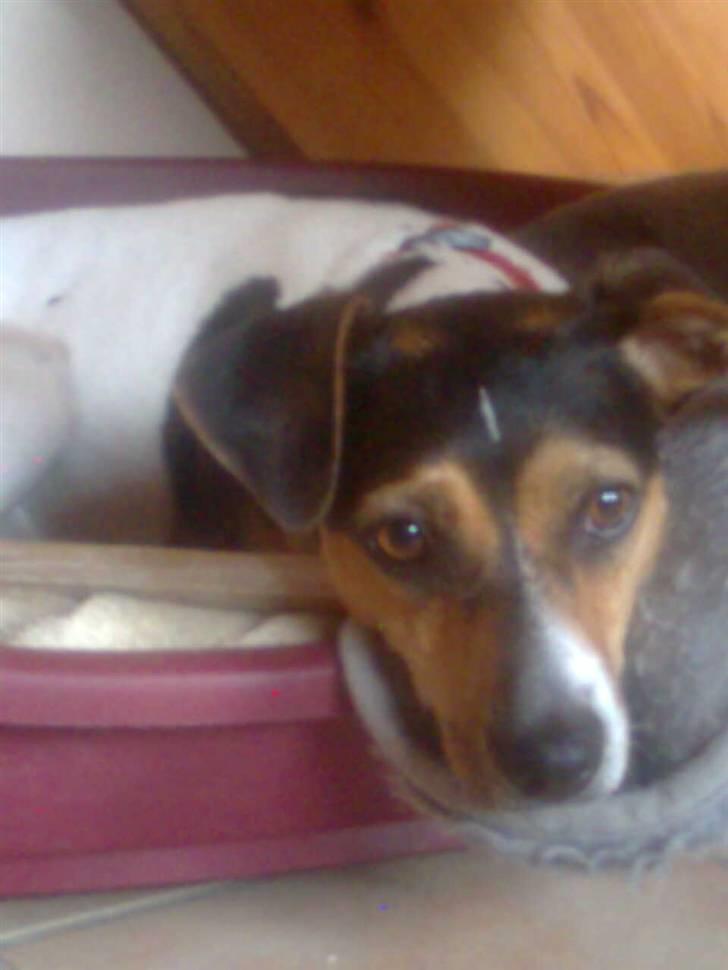 Dansk svensk gaardhund Molly billede 8