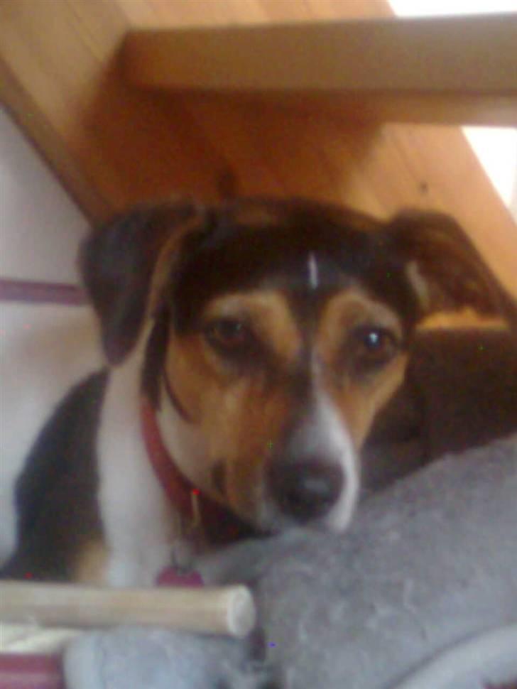 Dansk svensk gaardhund Molly billede 9