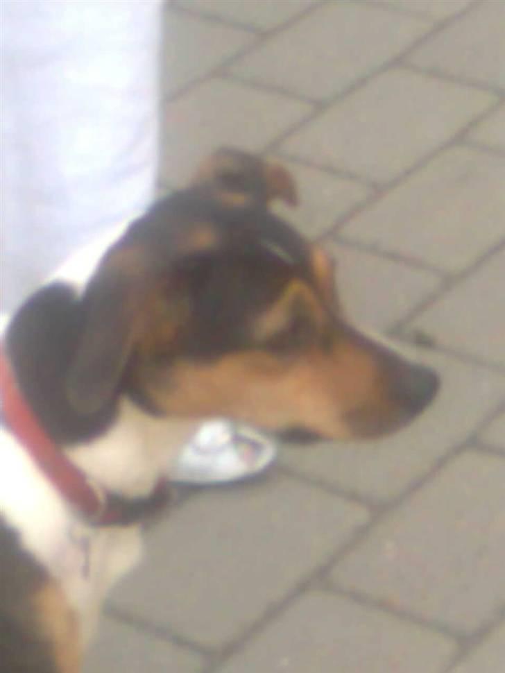 Dansk svensk gaardhund Molly billede 10