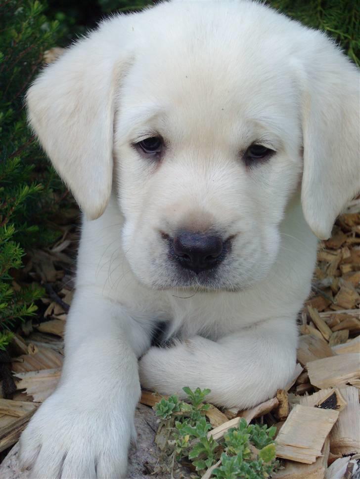 Labrador retriever oskar - Oskar som lille. billede 1