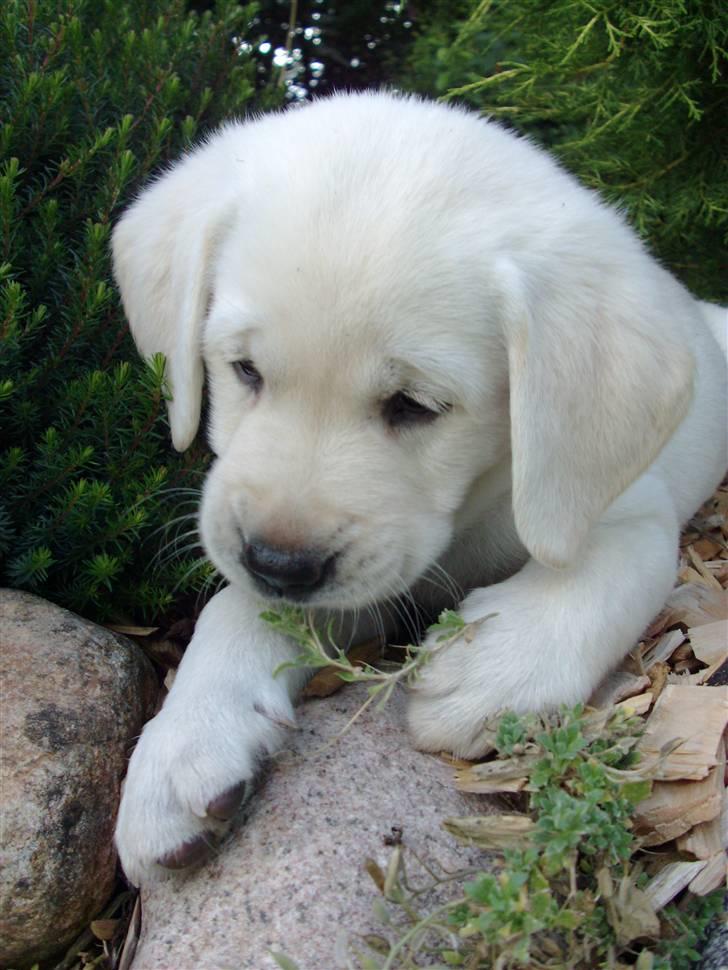 Labrador retriever oskar billede 2