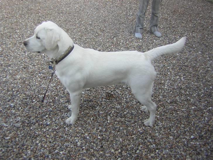 Labrador retriever oskar billede 6