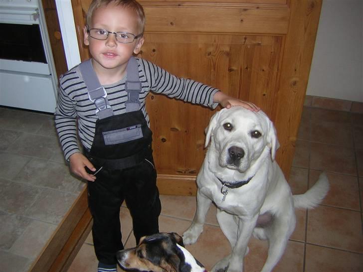 Labrador retriever oskar - min fætter Lucas og Oskar billede 15