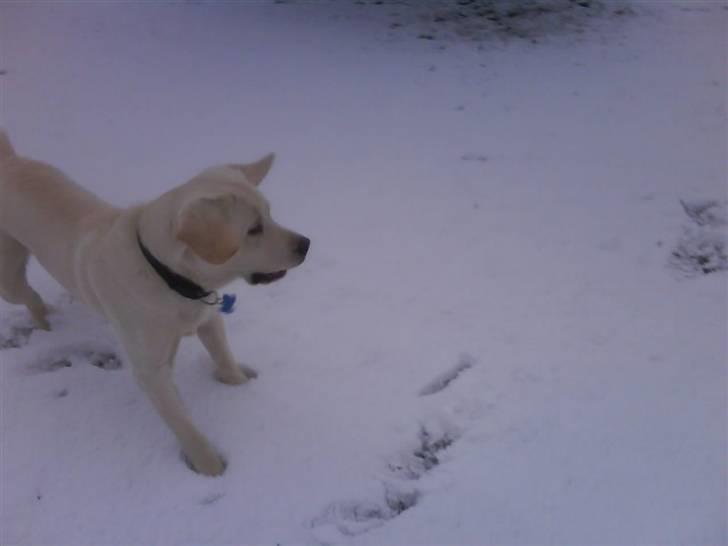 Labrador retriever oskar - Oskar´s føste sne billede 29