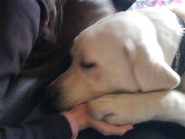 Labrador retriever oskar - Oskar tar sig en lur billede 16