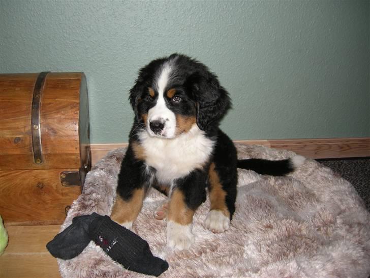 Berner sennenhund Bernerhøjens Hirse of Hon billede 1
