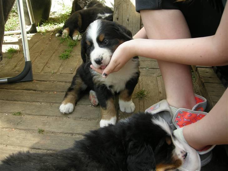 Berner sennenhund Bernerhøjens Hirse of Hon billede 2