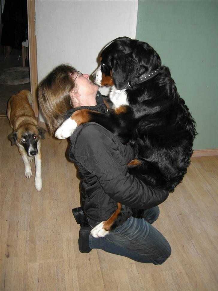 Berner sennenhund Bernerhøjens Hirse of Hon - I vores hjem, kan man ikke tage sko på, uden at få en krammer :) billede 3