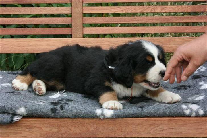 Berner sennenhund Bernerhøjens Hirse of Hon - Nu varer det ikke længe før jeg skal flytte hjem, til min nye familie. billede 4