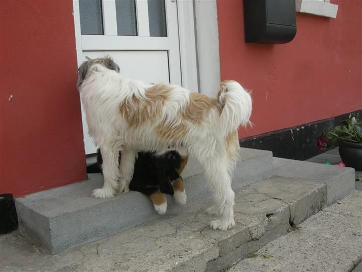 Berner sennenhund Bernerhøjens Hirse of Hon - Mon jeg kan få en tår mælk af Silke? billede 5