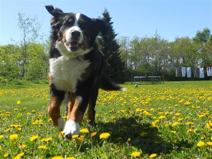 Berner sennenhund Bernerhøjens Hirse of Hon billede 6