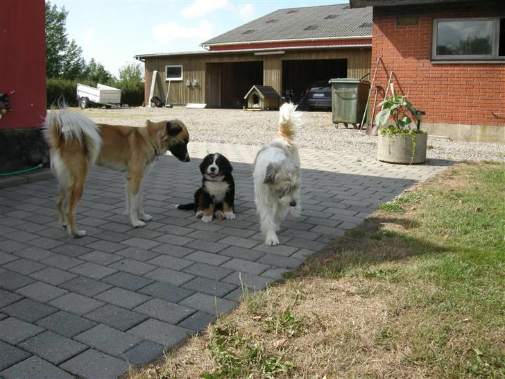 Berner sennenhund Bernerhøjens Hirse of Hon billede 7
