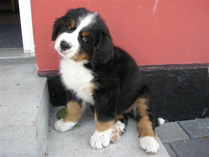 Berner sennenhund Bernerhøjens Hirse of Hon - Er jeg ikke bare dejlig. Hvad mon det er for en lyd, jeg kan høre? billede 8