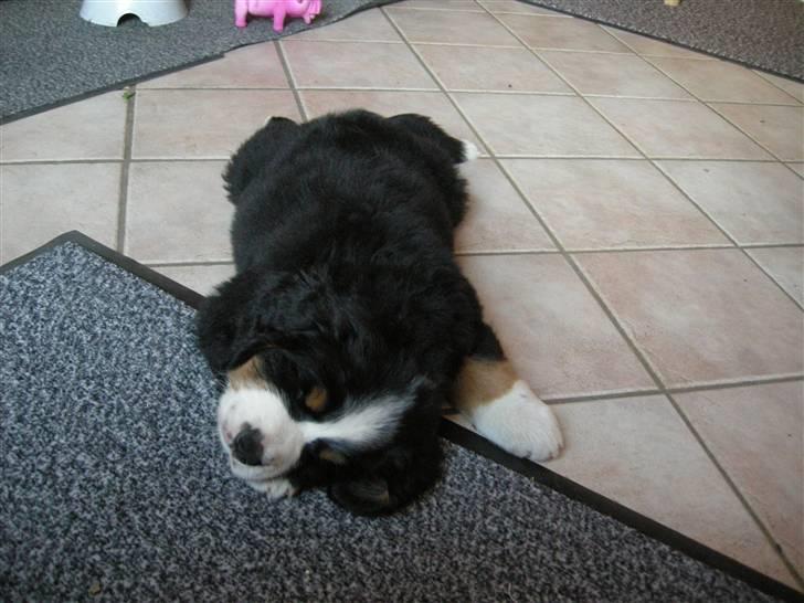 Berner sennenhund Bernerhøjens Hirse of Hon - en lidt akavet måde,at sove på, men jeg sover godt :) billede 9