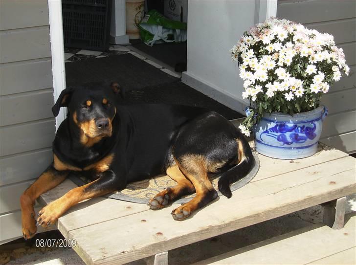 Rottweiler Freja - Frejas yndlings plads billede 6