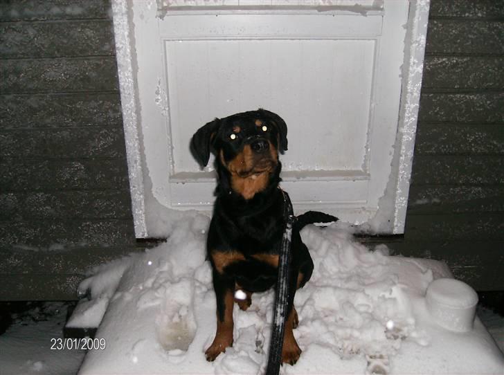 Rottweiler Freja - jan 09 billede 7