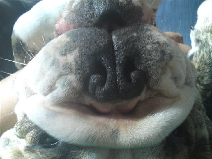 Engelsk bulldog Otto Man - Gæt et dyr... billede 8