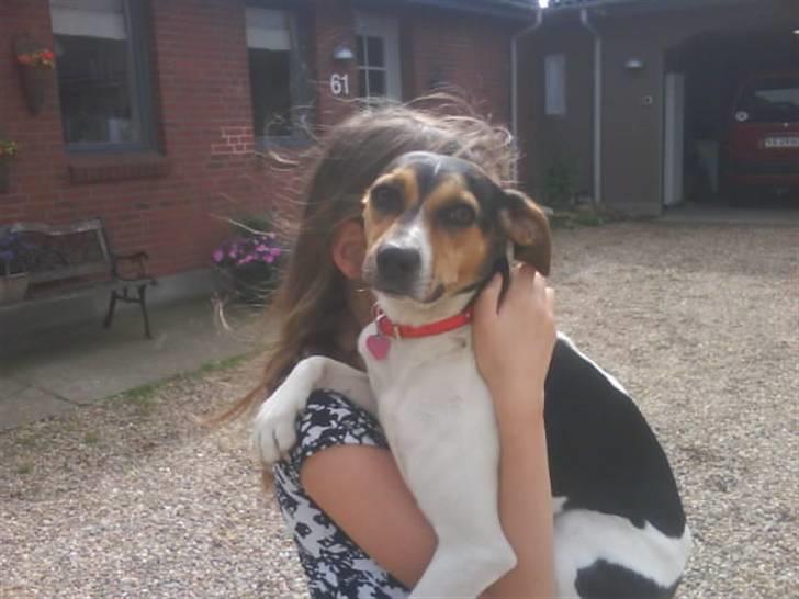 Dansk svensk gaardhund Molly billede 13