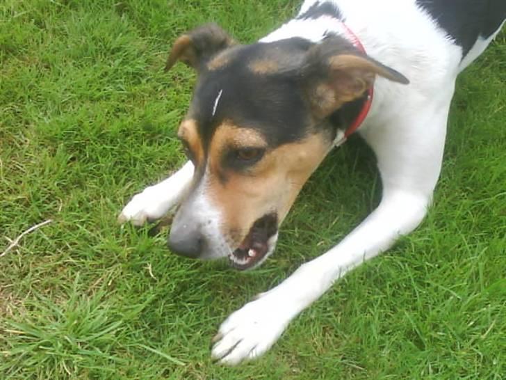 Dansk svensk gaardhund Molly billede 14