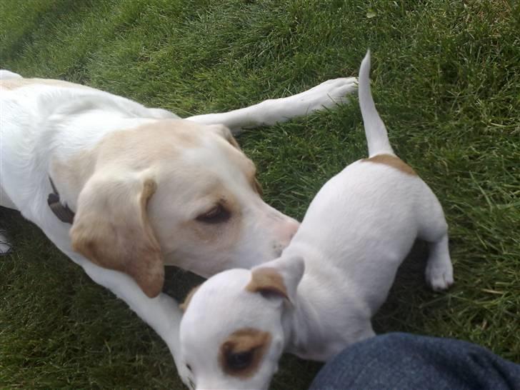 Blanding af racer Nala - møder det nye medlem af familien hun er da sød billede 10