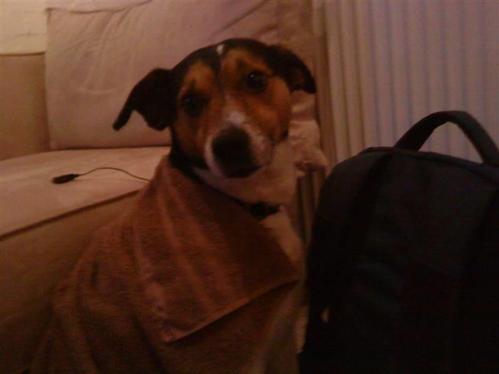 Dansk svensk gaardhund Taz - Vi havde været ude i regnen og skulle tørres.. KEEEEEDELIGT!!:D hehe billede 4
