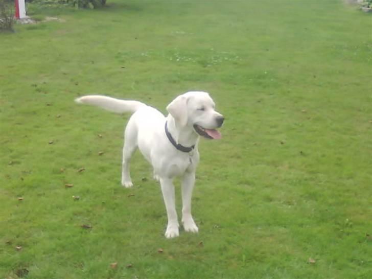 Labrador retriever oskar billede 19