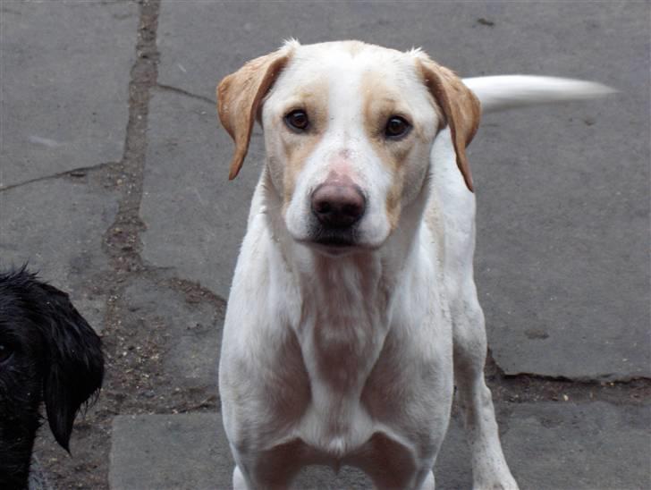 Blanding af racer Nala - tag nu det billede mor billede 11