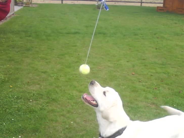 Labrador retriever oskar - Oskar der leger med boldt i haven  billede 18