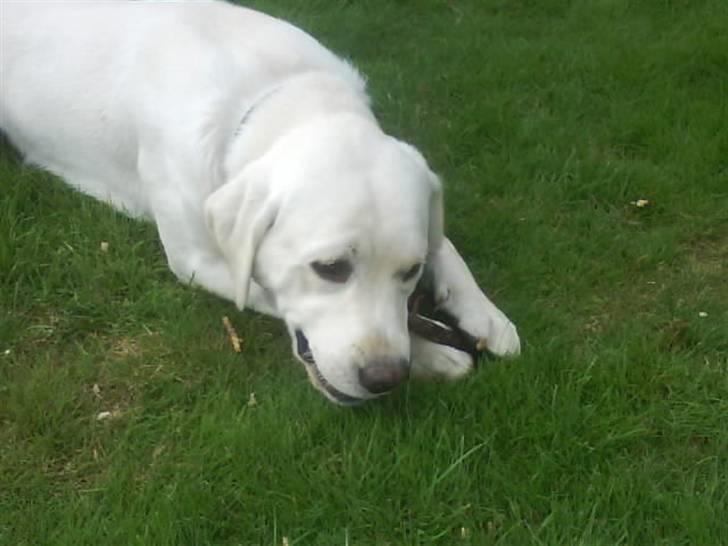 Labrador retriever oskar - Oskar har fundet en pind billede 20