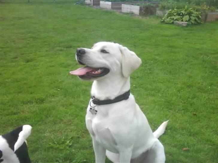 Labrador retriever oskar - Smid nu den boldt. billede 17