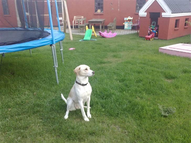 Blanding af racer Nala - elsker at være i haven billede 12