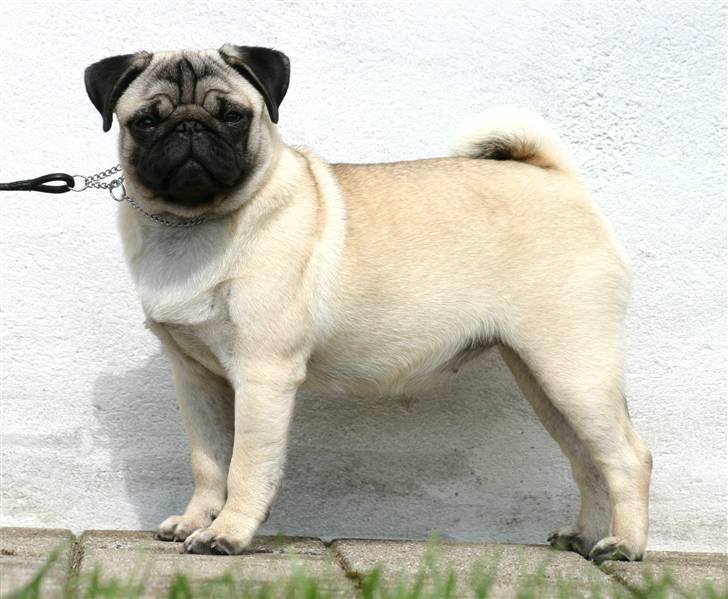 Mops Blå MandagJust Joy Jewel billede 14