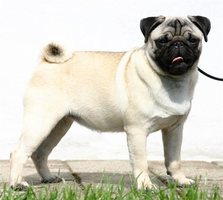 Mops Blå MandagJust Joy Jewel billede 15