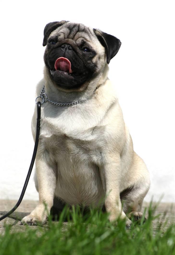 Mops Blå MandagJust Joy Jewel billede 16