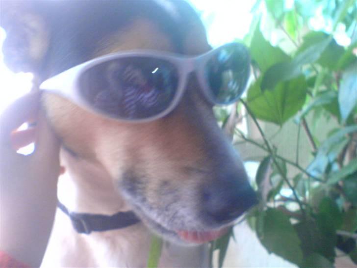 Dansk svensk gaardhund Taz - Jeg er super sej?:D  billede 8