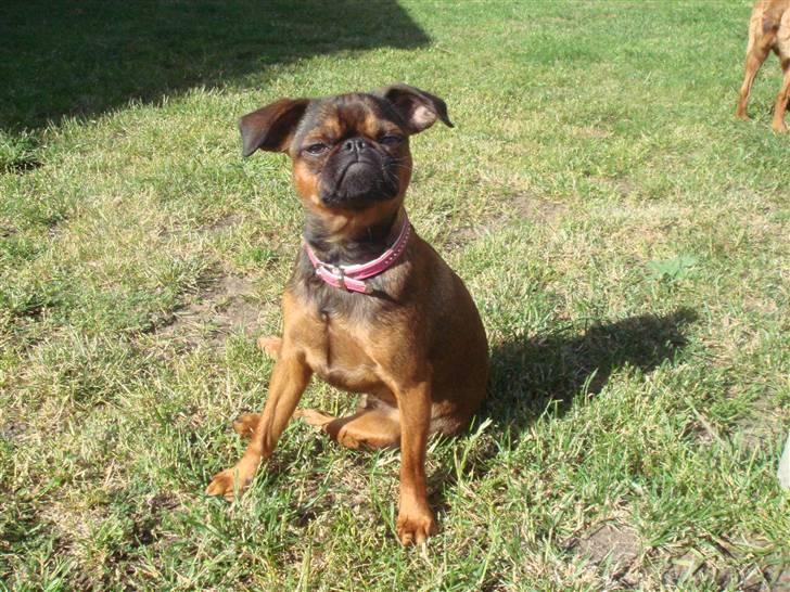 Griffon petit brabancon Arinka Silver Bells - Hygge i haven. billede 1