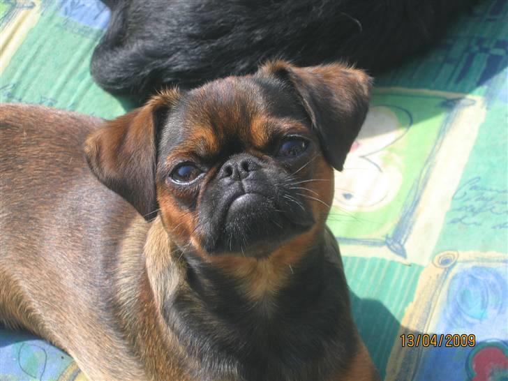 Griffon petit brabancon Arinka Silver Bells - Hejsaaa! billede 2